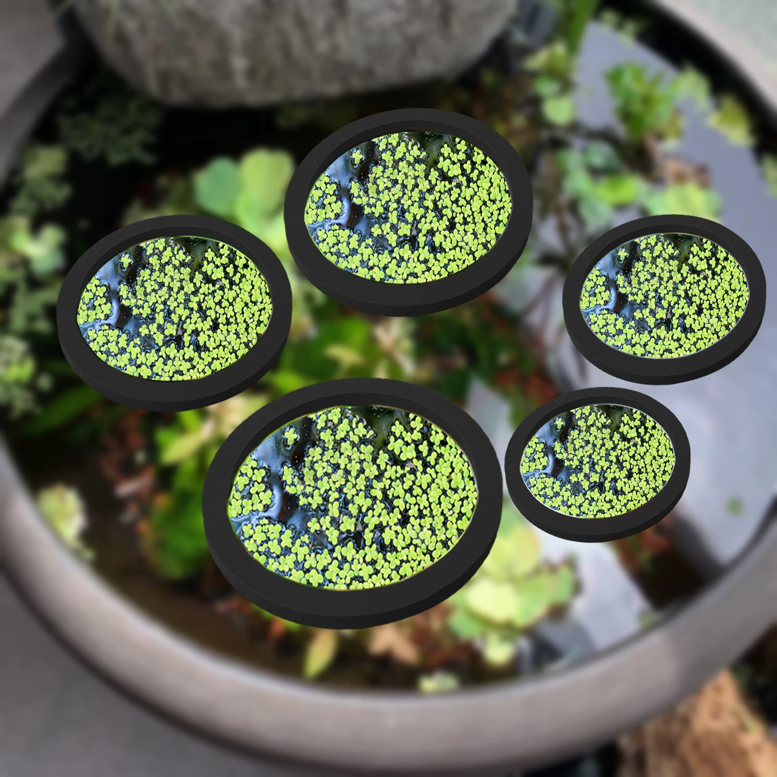 Aquarium Plant Delivery - 5Pcs EVA Fish Feeding Ring Aquarium