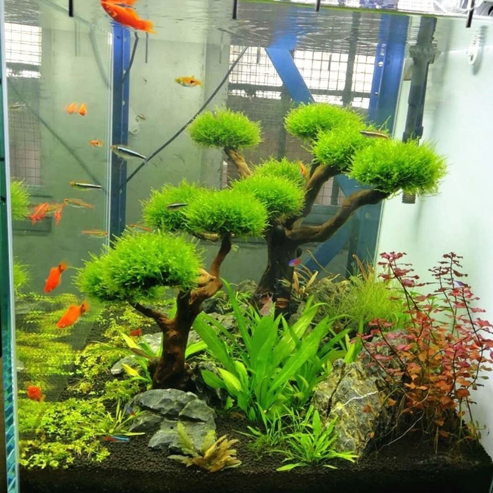 Aquarium Decoration Moss Drift - огляд і ціна Aquarium Plant Root Tabs